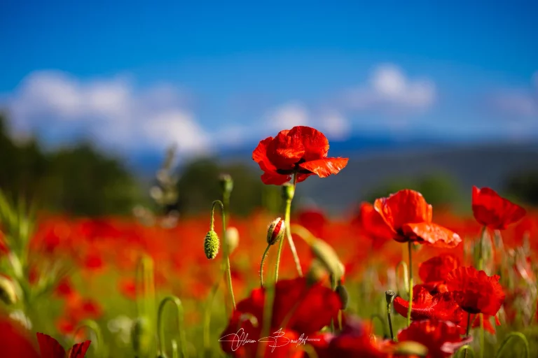 Olivier Bouillet Photographie - Mise en relation 497907235 17847265401472897 1628711190407162016 n 768x512